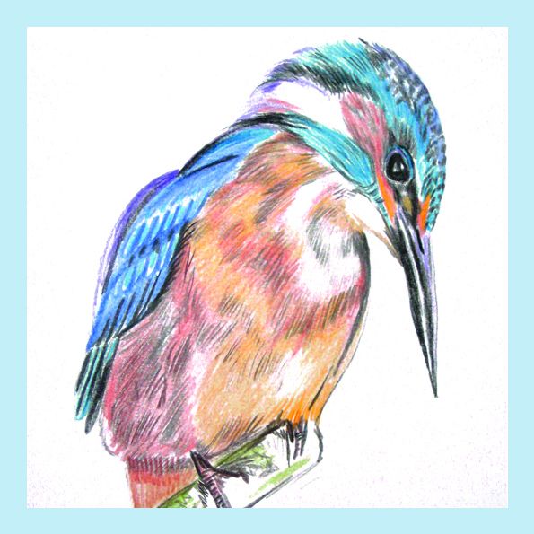 Eisvogel